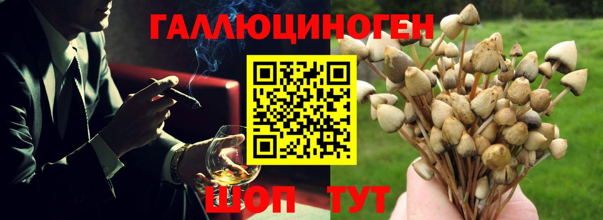 Галлюциногенные грибы Psilocybe  Галлюциногенные грибы прущие грибы  купить   Вход с VPN  Отрадное 